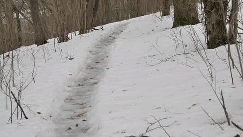 Winter forest path covered with snow.