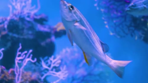 Exploring the Wonders of Coral Reefs and Fish: A Visual Journey of Underwater Life 4K