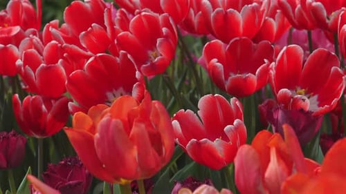 Vibrant Field of Red and Pink Tulips in Full Bloom Highlighting