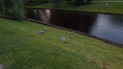 Seagulls on Grassy Bank Next to Canal
