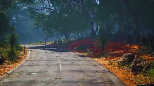 Clean Rural Road with Trees