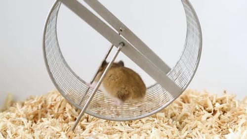 Hamster Running Energetically in Exercise Wheel