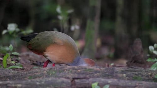 Wild close-up eating Russed-naped Wood-Rail in tropical Tikal rainforest jungle 2