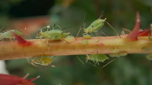 Infestation de pucerons Les pucerons et les coléoptères causent des dommages irréparables à la plante, accrochés à la tige et