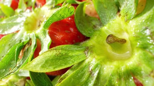 Close Up of Freshly Prepared Strawberries