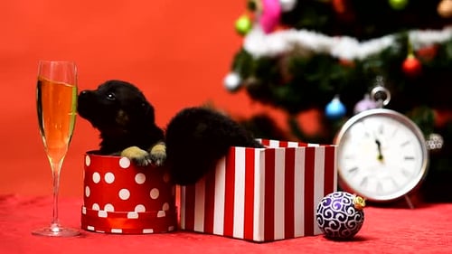 New Year Puppy in Gift Box Christmas Puppy Funny Pet Cute Puppy Celebrate New Year Eve Winter Crazy