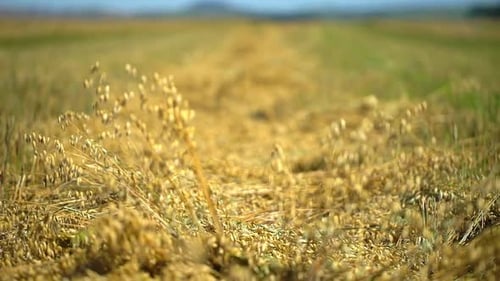 Wheat Harvest Harvesters Wheat Rye Field Rural Farming Agronomy Golden Wheat Field