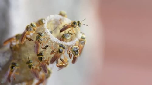 Stingless Bees Gathered Around Entrance to Their Hive
