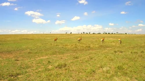 Antelopes Grazing on the African Savannah