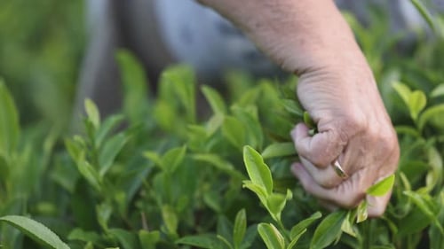 Woman Working on a Plantation Picking Fresh Tea Leaves By Hand A Female Picks Tea Leaves From Lush
