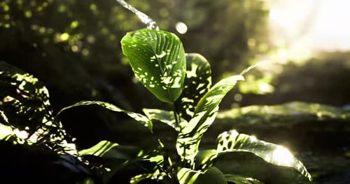 Sunlight Filtering Through Leaves in a Lush Green Forest Setting