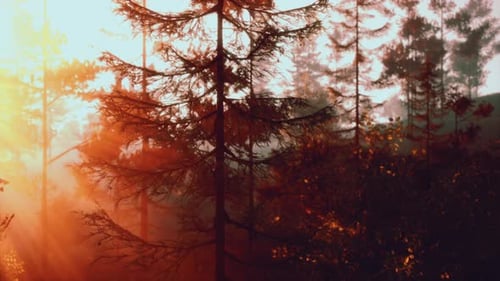 Sunlight Streaming Through Trees in a Forest