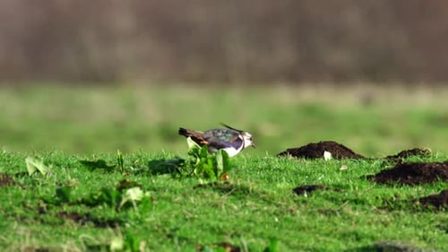 The northern lapwing (Kievit), also known as the peewit or pewit, tuit or tew-it, green plover, or p