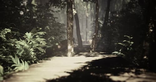 Path Through a Serene Forest with Dappled Sunlight Shining Through Trees