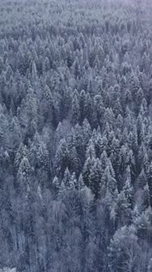 December Cold Frosts Clip Helicopter View of Snowcovered Fir Trees Standing Close to Each Other
