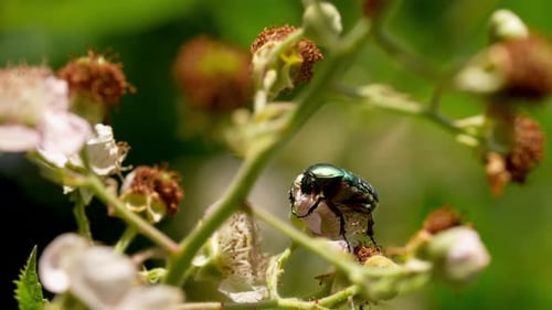 Shield Bug On Flower In Summer Garden
