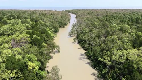Fly over river towards sea, Mangrove forest in south Thailand