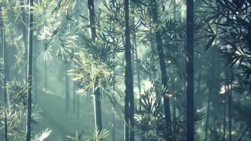 A Lush Bamboo Forest with Tall and Slender Trees Reaching Towards the Sky