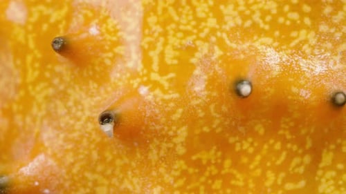 Photo macro capturant les épines acérées et la texture du concombre Kiwano africain. Il pivote