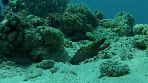 Yellow Headed moray eel searching for food around coral reef