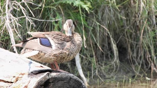 Duck Preening on Log near Water