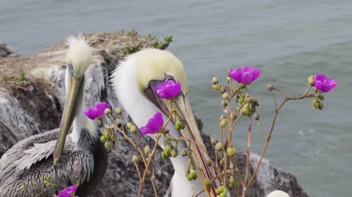 A group of pelicans sitting on the beach, California Central coast