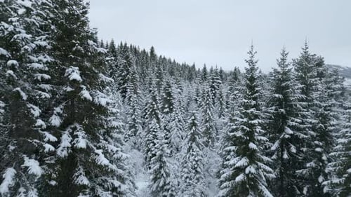 Winterland 2