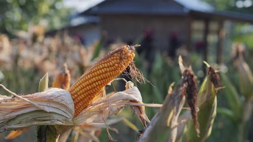 CloseUp Of Yellow Flower On Field at Sunny Day