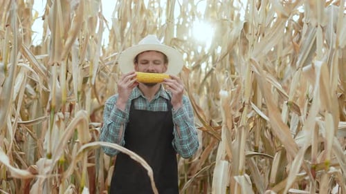 Satisfied Smiling Farmer Man Inhales Aroma of Fresh Ripe Corn Cob in Field
