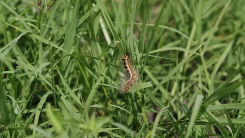 Hairy Caterpillar On The Green Grass. - close up shot