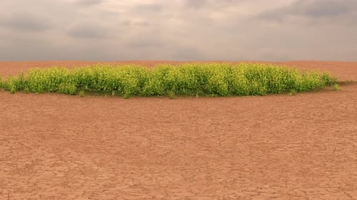 Dry Cracked Earth Transforms into Green Field Animation