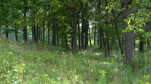 Ein Sommer im Wald mit dem Gras, das in der kleinen Brise weht.