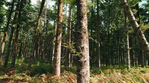 Pine Forest in the Autumn Season