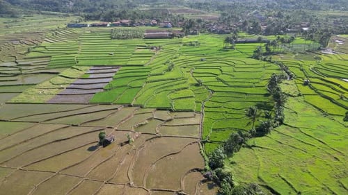 Rice Field Aerial Shot in Purwokerto