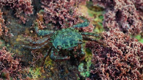 Close up of a green crab crawling over a rocky surface covered in pink coral and marine algae