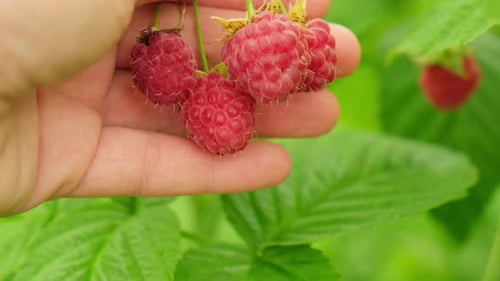Industrial Cultivation of Raspberry Plant