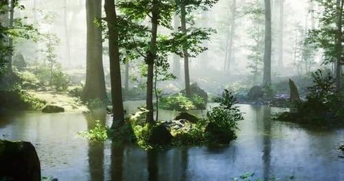 A Serene Forest Setting Features a Still Pond with Crystal Clear Water
