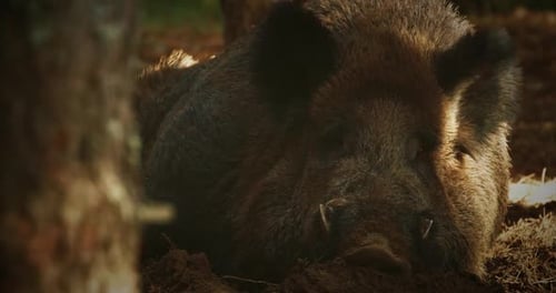 Sanglier Sus Scrofa Also