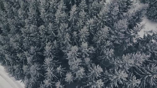 Winter Forest Road Aerial View
