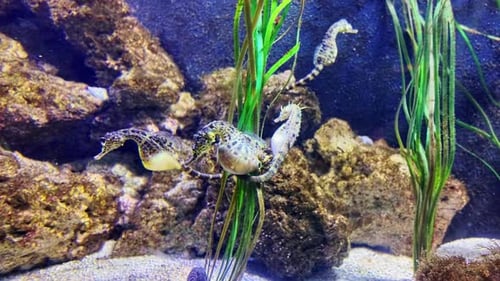 Seahorse or Hippocampus in aquarium. Close-up