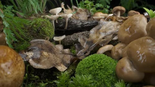 Mushrooms Bunch Fungi Forest Background Autumn Forest Macro Dolly Shot