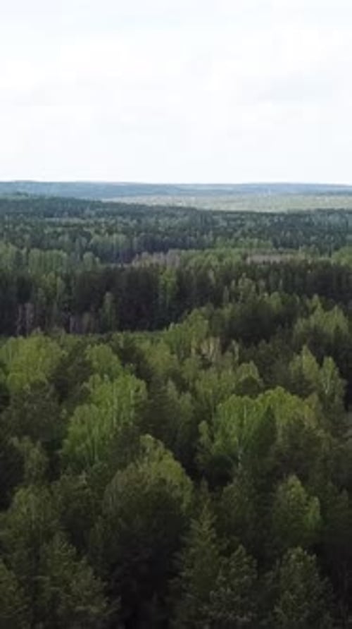 Aerial View of Forest and Green Meadow Summer Nature Landscape Stock Footage Picturesque Rural