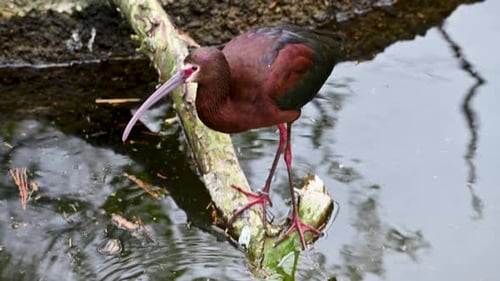 Glossy Ibis perched on small log eating from water