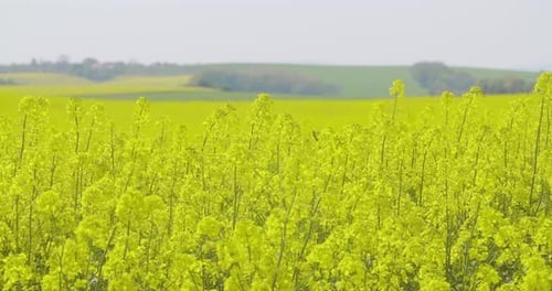 Ölsaaten, Rapsfeld, Rapsblüte, Landwirtschaft, Wachstumsökologie