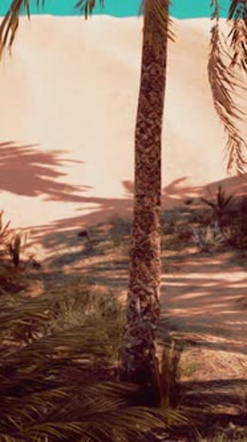 Date Palm Plantation at Sunset