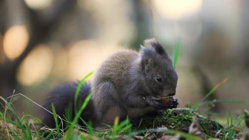 Grey squirrel eating a walnut while sitting on green grass, close up