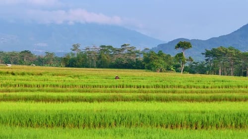 Aerial view of green rice fields with mountain views.