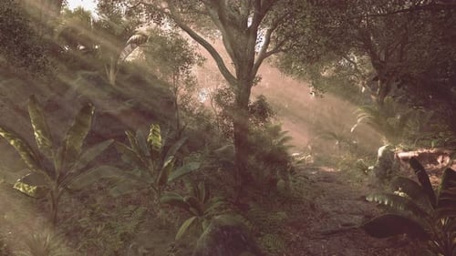 Sunlight Filters Through the Trees in a Lush Forest During Midday