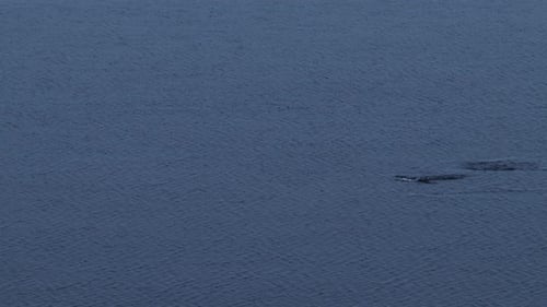 Gentoo Penguins Porpoising and Jumping Out of the Water in the Southern Ocean Sea While Swimming, An