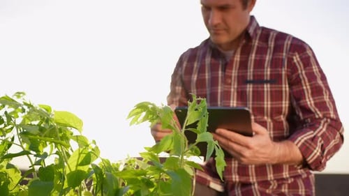 Farmer Man with Gardening Sunlight Tablet Plants at Field Sunset Harvesting Farming Planting Seeds